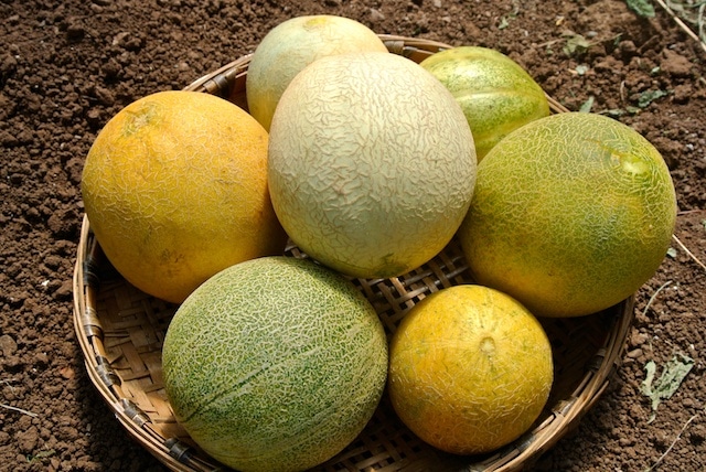 variétés melon