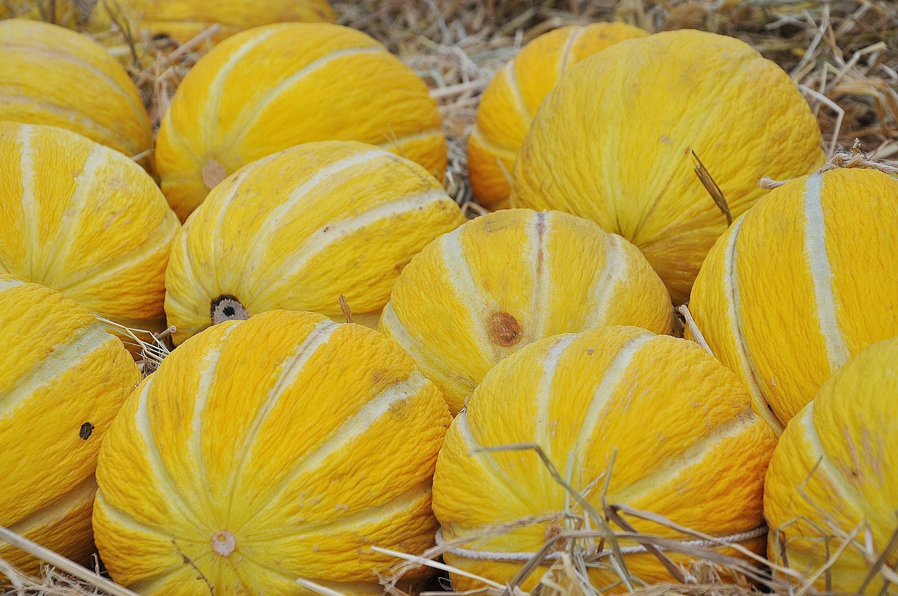 Les critères de choix de melon jaune